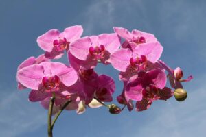 Fleurs d'intérieur